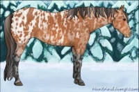 Horse Color:Bay Splash Tobiano Near Leopard  Brindle