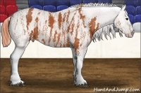 Horse Color:Bay Roan Splash Tobiano Appaloosa  Brindle