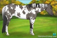 Horse Color:White Spotted Smoky Grullo 