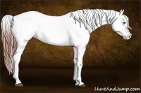 Horse Color:White Spotted Blue Roan Splash Frame Appaloosa 