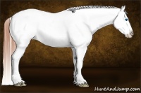 Horse Color:White Spotted Blue Roan Splash Frame Appaloosa
