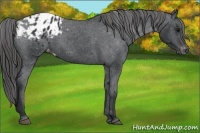 Horse Color:Black Appaloosa