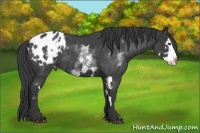 Horse Color:White Spotted Blue Roan Splash Frame Appaloosa 