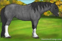 Horse Color:Blue Roan 