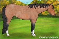 Horse Color:Bay Roan 