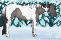 Horse Color:Grullo Tobiano Rabicano