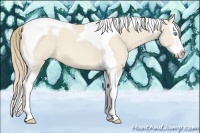 Horse Color:Perlino Roan Splash Tobiano 
