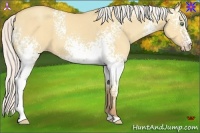 Horse Color:White Spotted Silver Amber Champagne Dun 