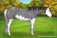 Horse Color:Blue Roan Splash 