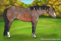 Horse Color:Bay Sabino 