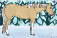 Horse Color:Palomino Dun Tobiano