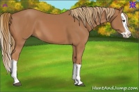 Horse Color:Chestnut Splash 