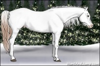 Horse Color:Liver Chestnut Appaloosa