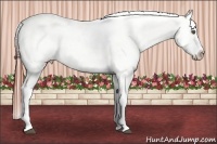 Horse Color:Brown Roan Appaloosa 