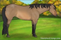 Horse Color:Bay Dun