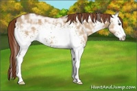 Horse Color:White Spotted Red Dun Ice Splash 