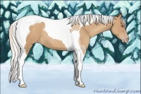 Horse Color:Silver Classic Champagne Tobiano