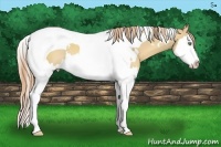 Horse Color:White Spotted Gold Champagne Dun Splash Tobiano 
