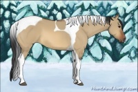 Horse Color:Bay Dun Tobiano 