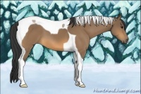 Horse Color:Buckskin Tobiano