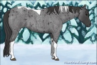 Horse Color:Smoky Blue Roan Tobiano 