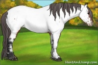Horse Color:Brown Appaloosa