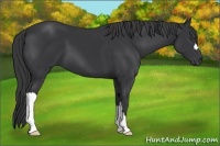 Horse Color:Black 