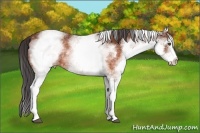 Horse Color:White Spotted Brown Appaloosa Rabicano  Brindle