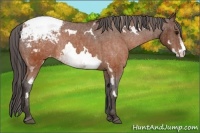 Horse Color:White Spotted Brown Frame Appaloosa Rabicano Brindle
