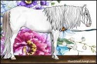 Horse Color:Brown Appaloosa Rabicano  Brindle