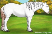 Horse Color:White Spotted Brown Frame Appaloosa Rabicano  Brindle