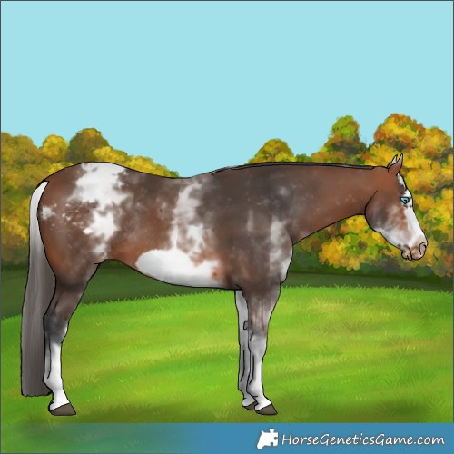 Horse Color:White Spotted Brown Frame Appaloosa Rabicano  Brindle