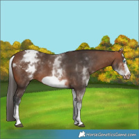 Horse Color:White Spotted Brown Frame Varnish Rabicano Brindle