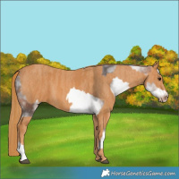 Horse Color:White Spotted Brown Frame Appaloosa Rabicano  Brindle