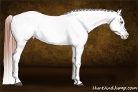 Horse Color:White Spotted Brown Frame Near Fewspot Rabicano  Brindle