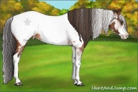 Horse Color:White Spotted Brown Frame Near Fewspot Rabicano  Brindle