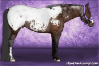Horse Color:Brown Ice Frame Appaloosa Rabicano Brindle