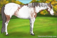 Horse Color:White Spotted Brown Frame Appaloosa Rabicano Brindle