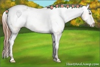 Horse Color:Sable Champagne Sabino Splash Frame Appaloosa Rabicano Brindle