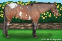 Horse Color:White Spotted Brown Frame Appaloosa Rabicano Brindle