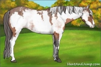 Horse Color:White Spotted Brown Frame Appaloosa Rabicano  Brindle