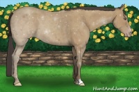 Horse Color:Classic Champagne 
