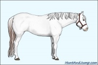Horse Color:White Spotted Brown Frame Appaloosa Rabicano Brindle