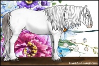 Horse Color:Brown Appaloosa Rabicano Brindle