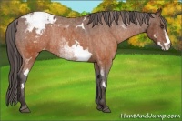 Horse Color:White Spotted Brown Frame Varnish Rabicano Brindle