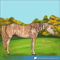 Horse Color:White Spotted Brown Frame Appaloosa Rabicano  Brindle