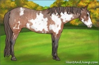 Horse Color:White Spotted Brown Frame Varnish Rabicano Brindle