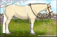 Horse Color:Gold Cream Champagne Splash Tobiano 