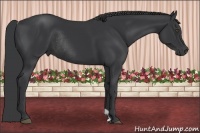 Horse Color:Black Rabicano 