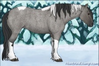 Horse Color:Grullo Roan Tobiano